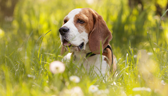 Beagle in the thickets of grass in forest. Dog in the hunt, a summer day in the forest.