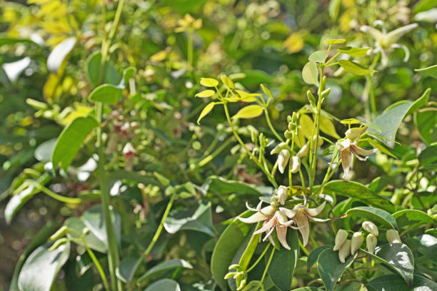 istock Stauntonia hexaphylla 946799960