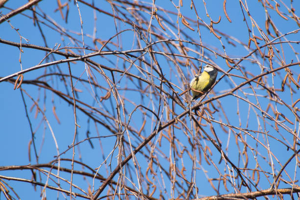istock Eurasian blue tit Cyanistes caeruleus on a branch in a blue sky composition 946802364
