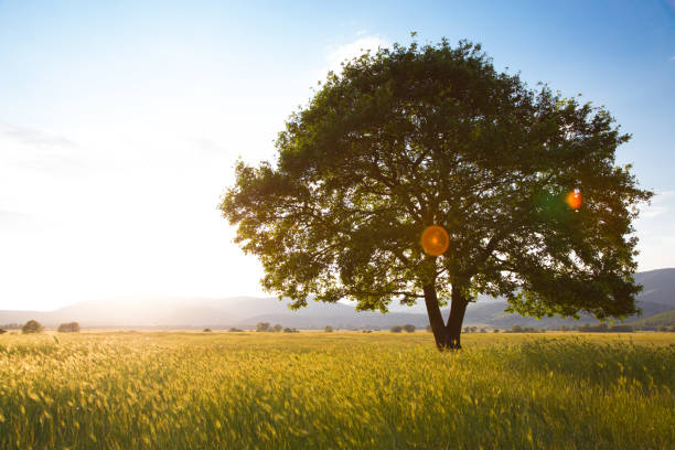 istock Lonely tree against a blue sky at sunset. 946802920