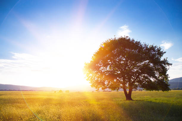 istock Lonely tree against a blue sky at sunset. 946802982