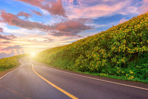 leere asphaltstraße durch mexikanische sonnenblume blumenfeld zum sonnenuntergang himmel bei mae hong son provinz, thailand. - sunflower field scenics landscape stock-fotos und bilder