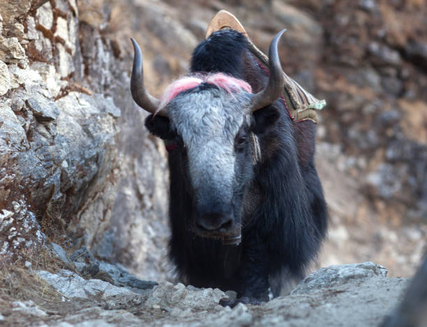 istock Yak on the pass in the Nepal Himalaya 946807164