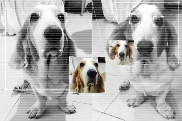 Photo of Face detection technology for dog basset hound with screen detection line and cute color image background.