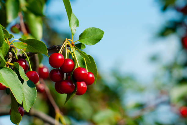 ciliegia - sour cherry foto e immagini stock