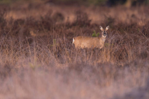 istock Roe deer doe in moorland lit by morning sun. Looking towards camera. 946810310