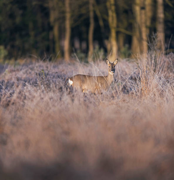 istock Roe deer standing in high grass in moorland. Lit by morning sun. 946810324