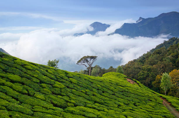 tea plantations in kerala, south india - munnar imagens e fotografias de stock