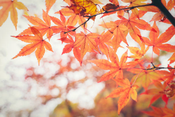 istock Maple leave in autum season at japan 946811108