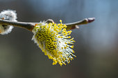 Twig with a yellow flower known as Goat Willow (Salix caprea) blooming