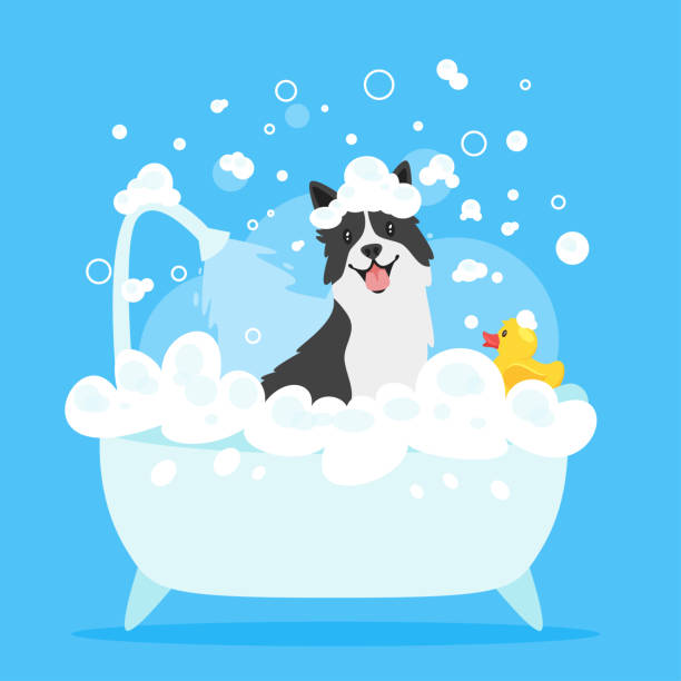 dog taking a bath Vector cartoon style illustration of cute border collie dog taking a bath full of soap foam. Yellow rubber duck in bathtub. Grooming concept. Blue background. bathtub illustrations stock illustrations