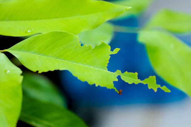 The leaves are eaten by insects.