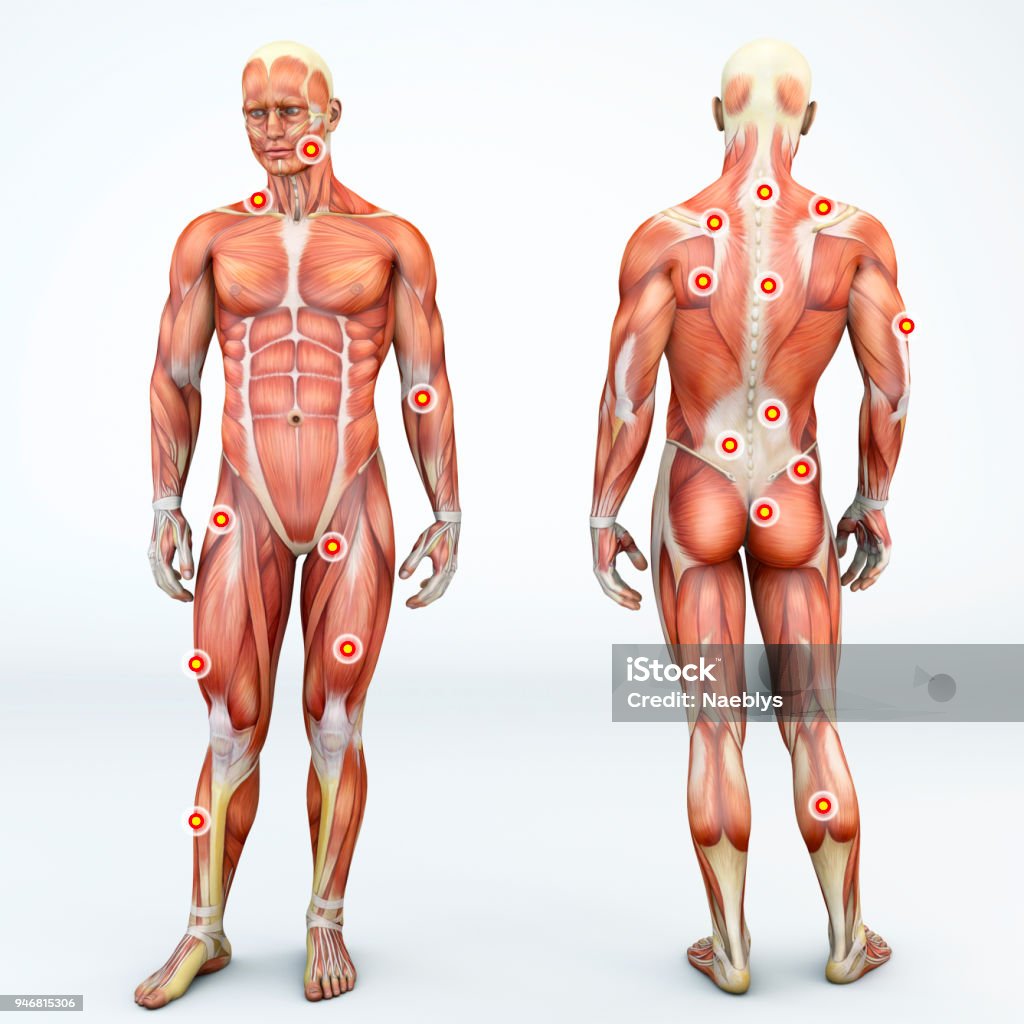 Myofascial trigger points, are described as hyperirritable spots in the fascia surrounding skeletal muscle. Palpable nodules in taut bands of muscle fibers. Front and back view of a man. 3d rendering Myofascial trigger points, also known as trigger points, are described as hyperirritable spots in the fascia surrounding skeletal muscle. They are associated with palpable nodules in taut bands of muscle fibers. Front and back view of a man and trigger points. Anatomy muscle man. 3d rendering Trigger Stock Photo