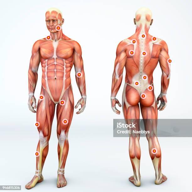Myofascial Trigger Points Are Described As Hyperirritable Spots In The Fascia Surrounding Skeletal Muscle Palpable Nodules In Taut Bands Of Muscle Fibers Front And Back View Of A Man 3d Rendering Stock Photo - Download Image Now