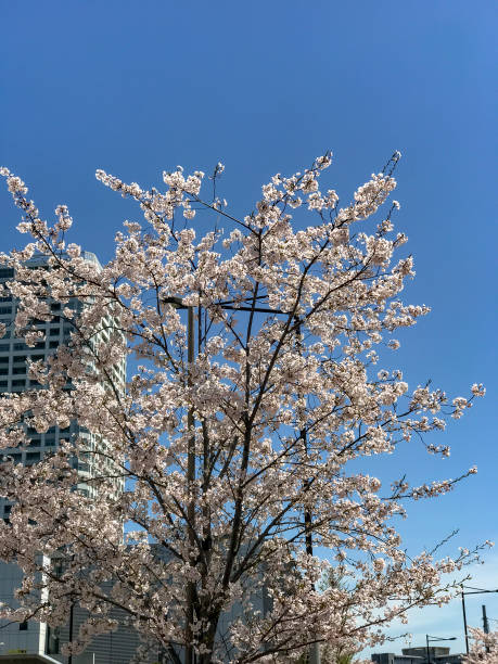 istock Cherry blossoms blooming in spring of Japan 946815652