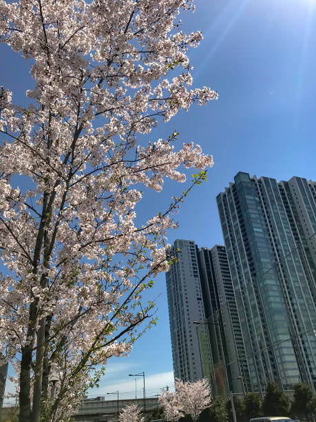 istock Cherry blossoms blooming in spring of Japan 946815720