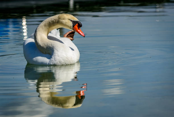 Single Swan with its mirror immage at lake constance Swans are a very common species at all lakes in central Europe. Often they are half domestic anseriformes photos stock pictures, royalty-free photos & images