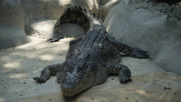 istock Asia Big Crocodile in Thailand Zoo 946816976