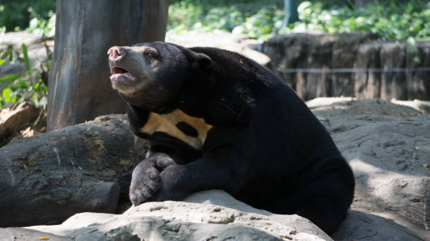 istock Asian black bear in Thailand Zoo 946816978
