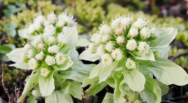 Petasites japonicus, also known as giant butterbur, is an herbaceous perennial plant in the family Asteraceae. It is native to Japan, where the spring growth is used as a vegetable. It has also been introduced to southern British Columbia by Japanese immigrants.
Like other Petasites species, the plant contains pyrrolizidine alkaloids which have been associated with cumulative damage to the liver and tumor formation. The concentration of potentially hepatotoxic pyrrolizidine alkaloids are below the detection limits in modern butterbur extracts (source Wikipedia).

The Picture is made in an Ornamental Garden in the Northern Part of the Netherlands in Spring of 2018.