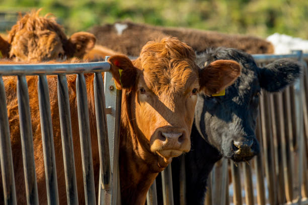 istock Beef cattle feeding in Dumfries and Galloway, south west Scotland 946819948