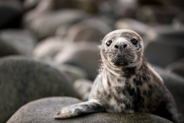 Grey Seal Pup A baby seal perched up on the rocks looking straight at the camera, ready to hear all your problems. seal pup stock pictures, royalty-free photos & images