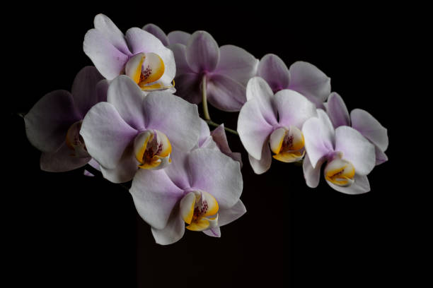 istock Beautiful and colorful orchids. 946823174