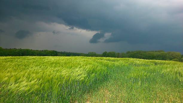 cielo drammatico su un campo di mais - storm wheat storm cloud rain foto e immagini stock