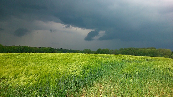 green corn field with dramatic sky before the rain is coming