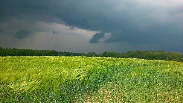 dramatyczne niebo nad polem kukurydzy - storm wheat storm cloud rain zdjęcia i obrazy z banku zdjęć