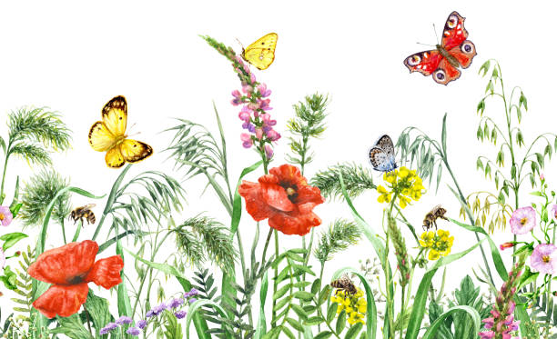 polne kwiaty bez szwu poziome obramowanie - bee flower meadow flying stock illustrations