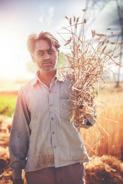 An Indian man holds a freshly harvested bundle of wheat on his shoulder, Haryana, India