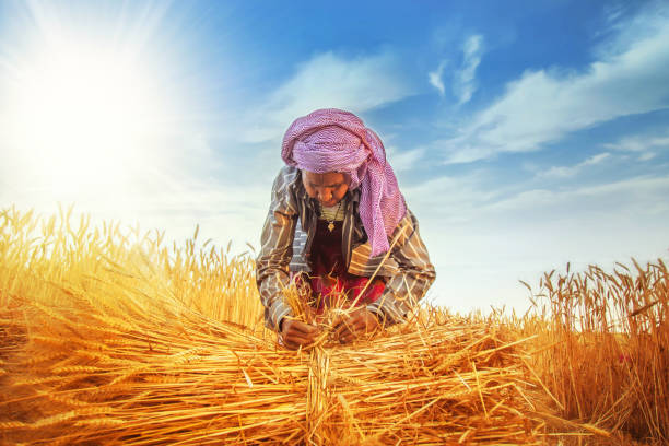 istock Woman making bundles of wheat 946832330