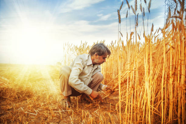 istock Asian man Cutting wheat with sickle 946834504