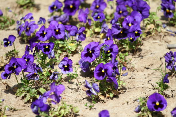 istock Violet flowers. Blue ( violet) Violets in spring on a meadow in green grass in nature. Floral pattern. Spring and summer flowers background. 946834720