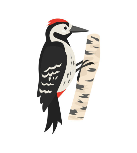 Cartoon woodpecker icon on white background. Cartoon woodpecker icon on white background. Vector illustration. woodpecker stock illustrations