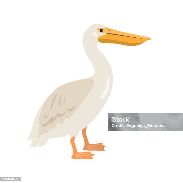 Vetores de Ícone De Pelicano De Desenhos Animados Sobre Fundo Branco e mais  imagens de Animal - iStock