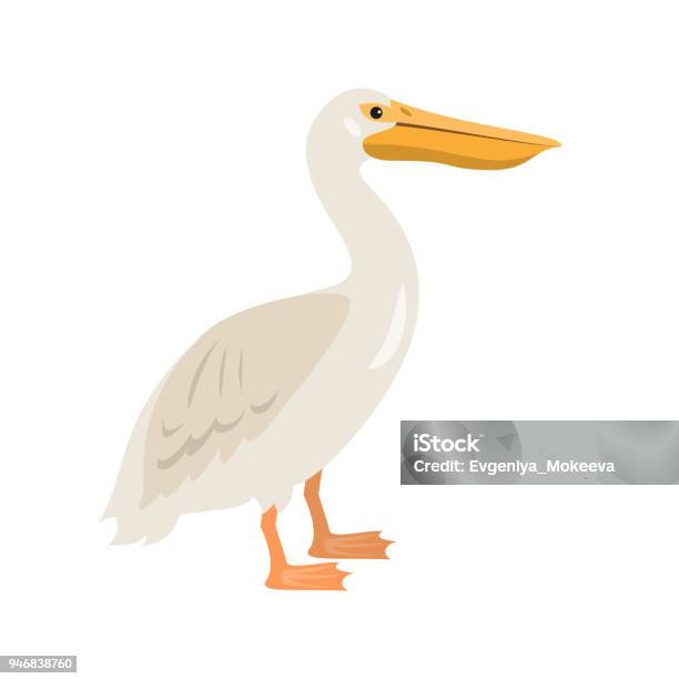 Vetores de Ícone De Pelicano De Desenhos Animados Sobre Fundo Branco e mais imagens de Animal - iStock Vetores de Ícone De Pelicano De Desenhos Animados Sobre Fundo Branco e mais imagens de Animal - iStock