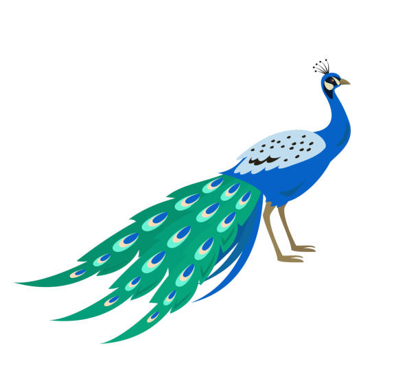 мультфильм павлин значок на белом фоне. - pattern peacock multi colored decoration stock illustrations