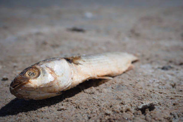 tote fische aufgrund der trockenheit, die einen teich getrocknet ist. - 24418 stock-fotos und bilder