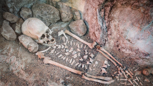 skeleton of a primitive man inside a cave. - neanderthal imagens e fotografias de stock