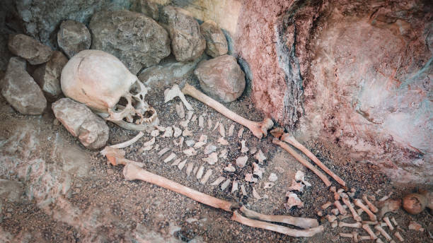 скелет первобытного человека внутри пещеры. - neanderthal стоковые фото и изображения