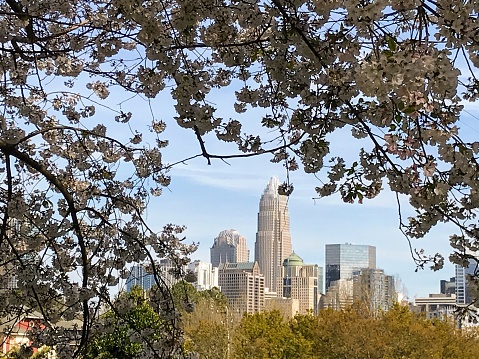Photo of the skyline of Charlotte between the cherry blossoms.
