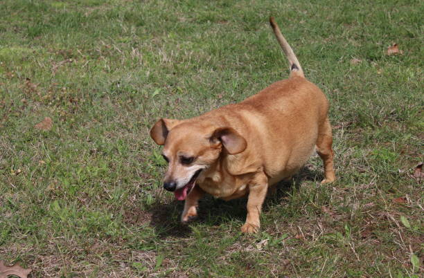 istock Dachshund / Chihuahua Mixed-Breed Dog AKA the Chiweenie 946842480
