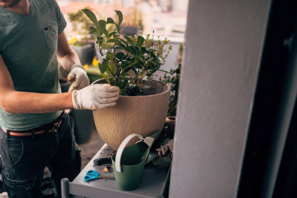 istock Taking care of my plants 946845296