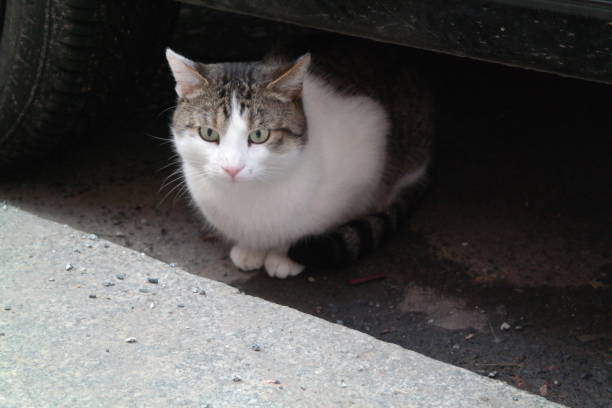 istock White gray street cat under the car 946846872