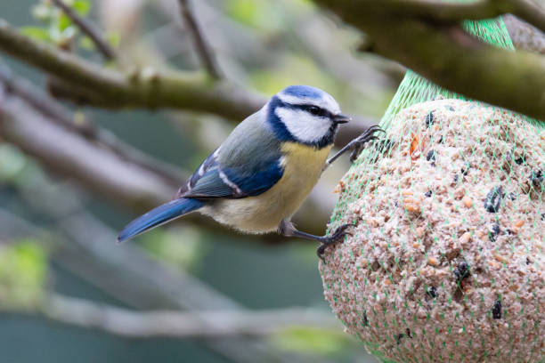 Cyanistes caeruleus, blue tit, perched in garden