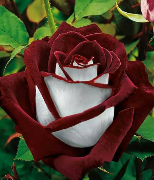 An Osiria Rose Stock Photo - Download Image Now - Rose - Flower