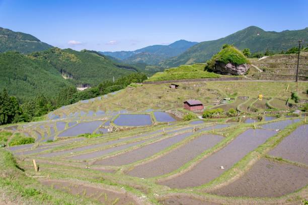 istock Japanese terraced paddy field 946849878
