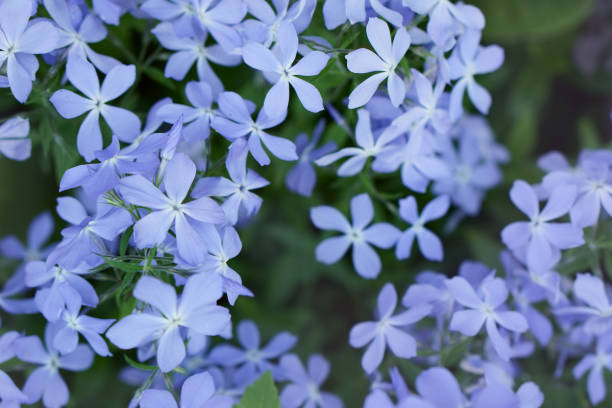 istock background of blue  phlox on the spring garden 946850068